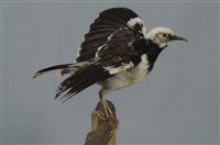藏品(黑領椋鳥)的圖片